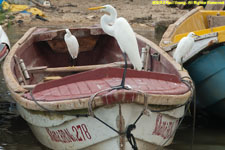 egrets on rowboats